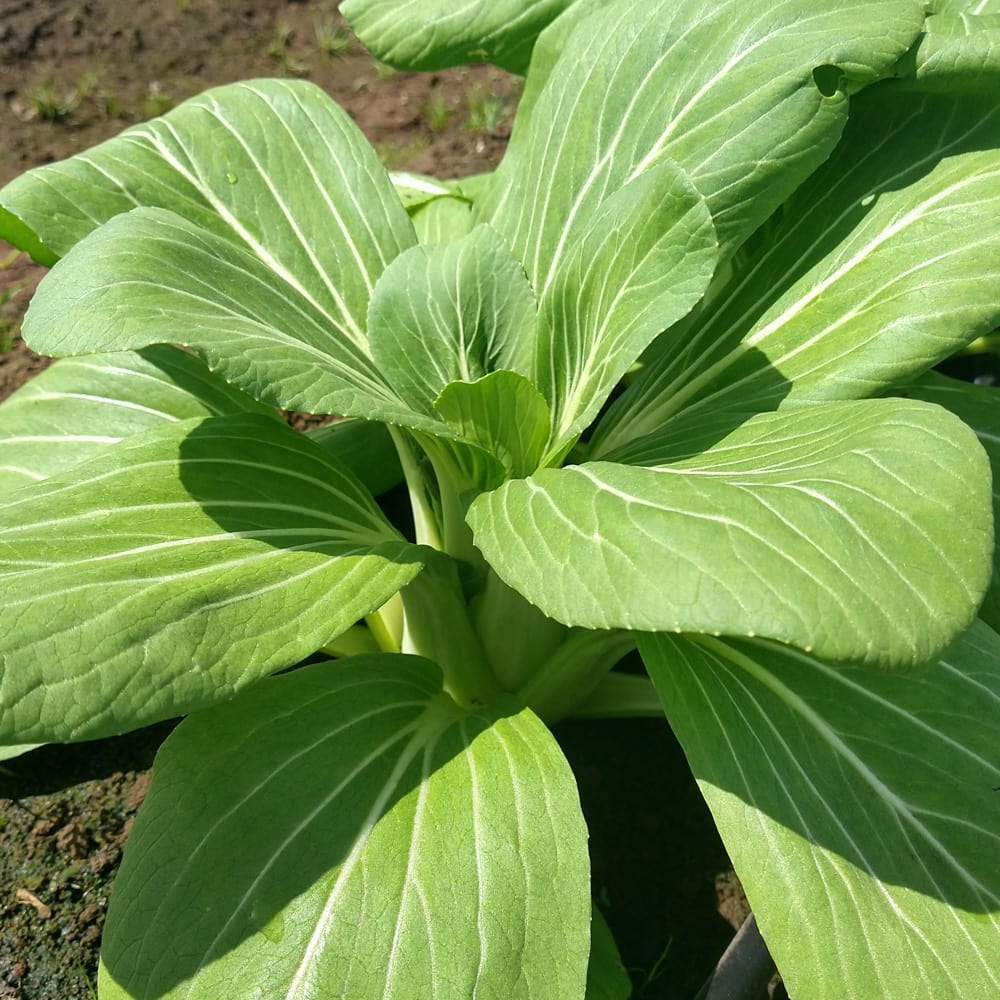 Pak Choi, Luck Dragon (Organic) - Adaptive Seeds